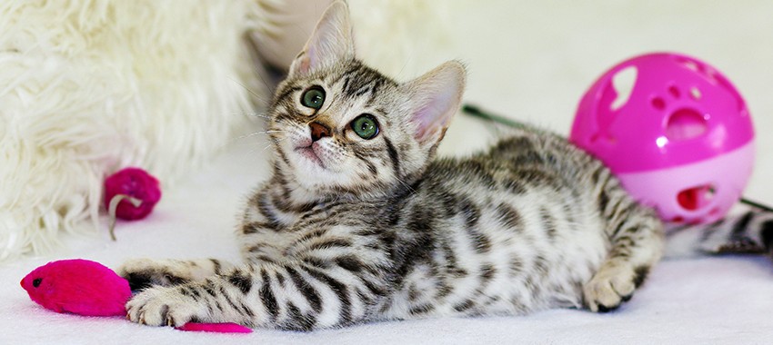 6 Purr-fect Promo Products for Cat Lovers